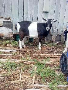Polled Mix Breed Female Goat for Sale