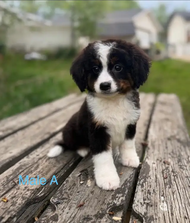 Mini Bernedoodle Puppies