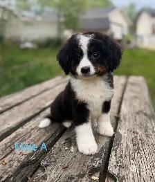 Mini Bernedoodle Puppies