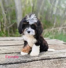 Mini Bernedoodle Puppies - Photo 2