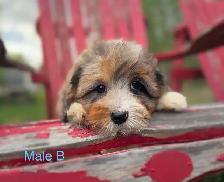 Mini Bernedoodle Puppies - Photo 3
