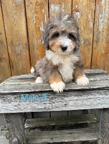 Mini Bernedoodle Puppies - Photo 4