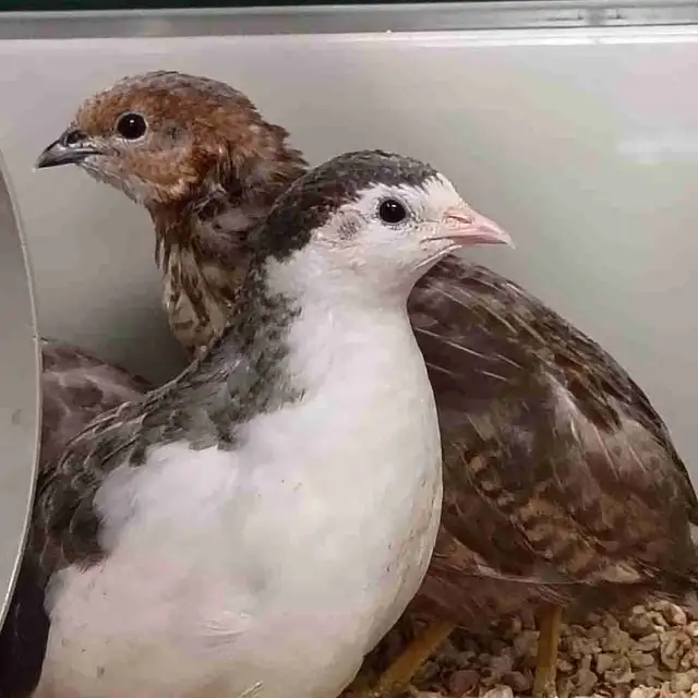 baby button quail