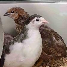 baby button quail