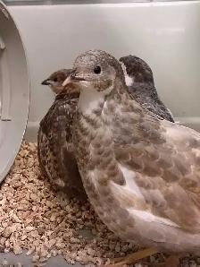 baby button quail - Photo 2