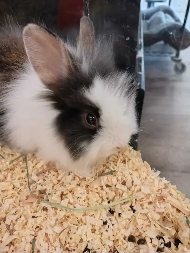 baby lionhead rabbit