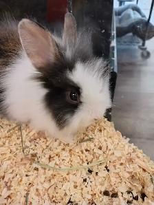 baby lionhead rabbit