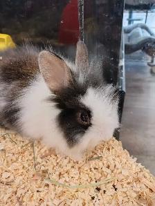 baby lionhead rabbit - Photo 2