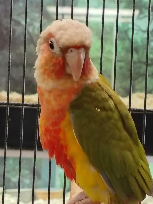 Red Factor pineapple conure