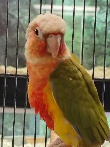 Red Factor pineapple conure