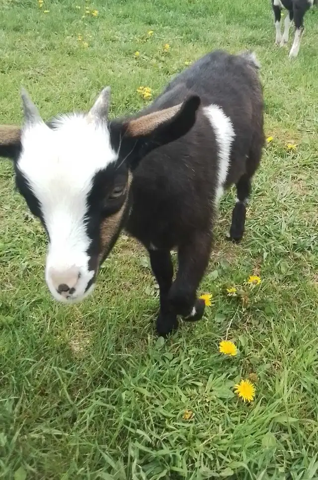 Poll Mix Breed Female Goat For Sale