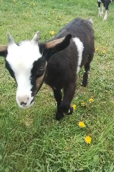 Poll Mix Breed Female Goat For Sale