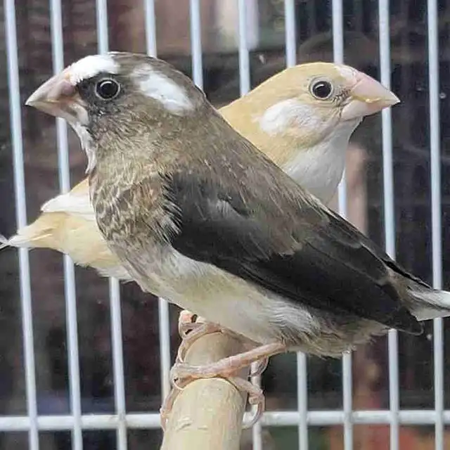 society Finch pair