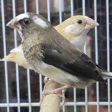 society Finch pair