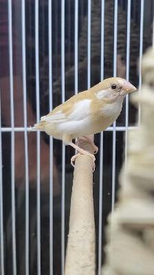 society Finch pair - Photo 2