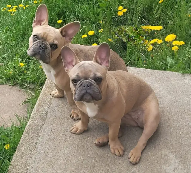 We have 2 female French Bulldogs available for their forever hom