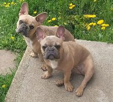 We have 2 female French Bulldogs available for their forever hom