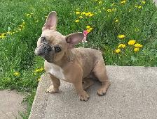 We have 2 female French Bulldogs available for their forever hom - Photo 2