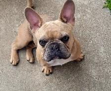 We have 2 female French Bulldogs available for their forever hom - Photo 3