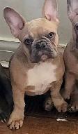 We have 2 female French Bulldogs available for their forever hom - Photo 4