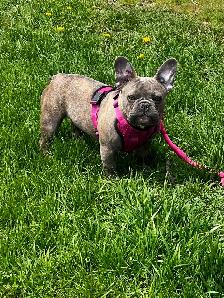 We have 2 female French Bulldogs available for their forever hom - Photo 5