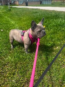 We have 2 female French Bulldogs available for their forever hom - Photo 6