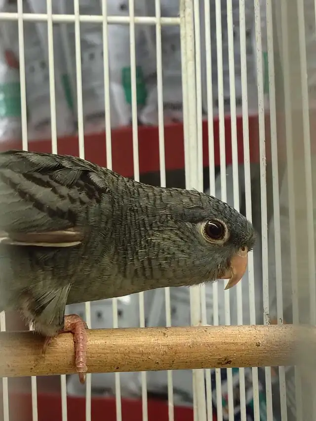 lineolated parakeet