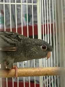 lineolated parakeet