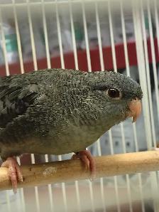lineolated parakeet - Photo 2