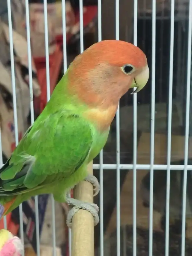 lovebird