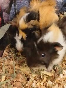 baby guinea pigs - Photo 3