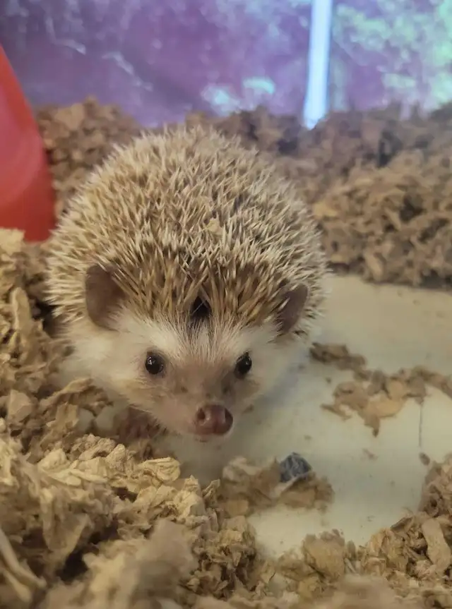 baby hedgehogs