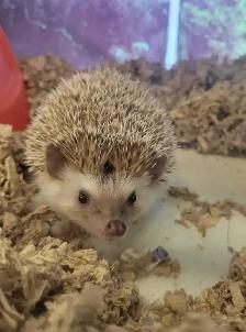 baby hedgehogs
