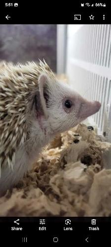 baby hedgehogs - Photo 2