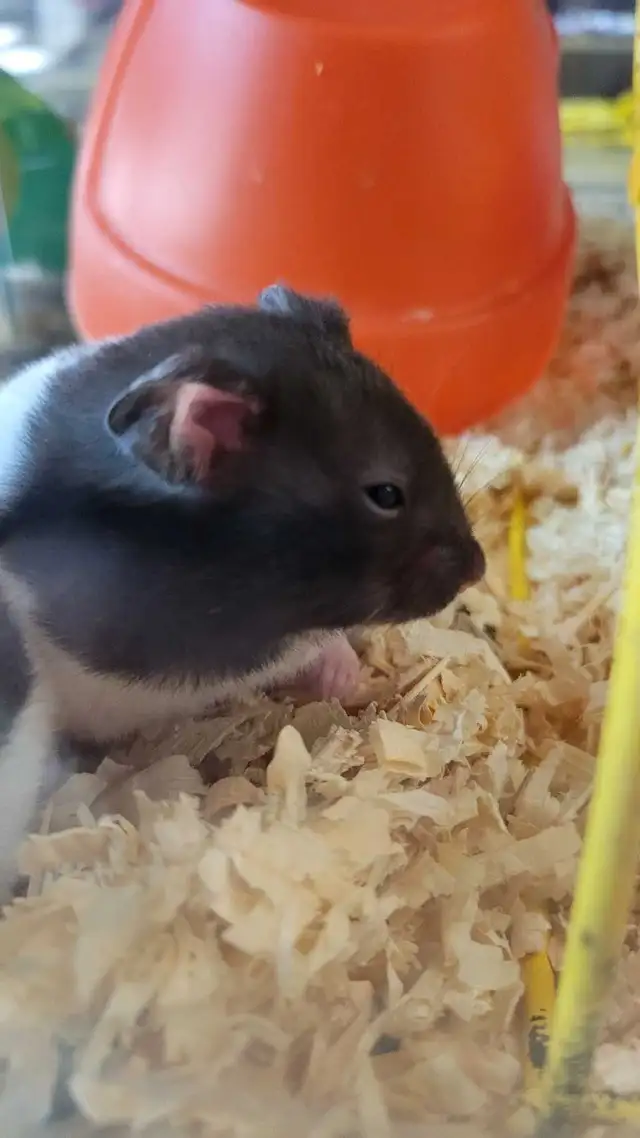 hamsters