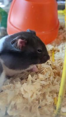 hamsters