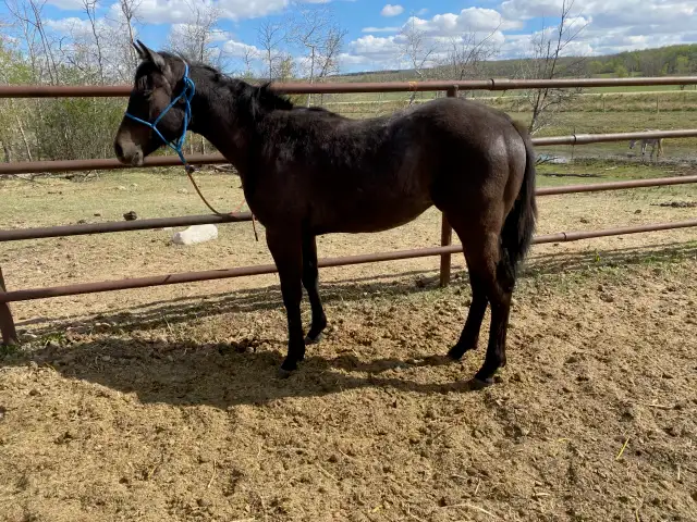 2025 Quarter Horse Filly