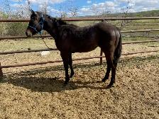 2025 Quarter Horse Filly