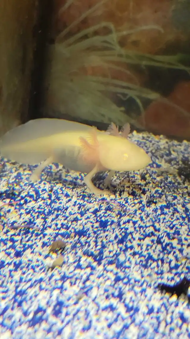 baby axolotls