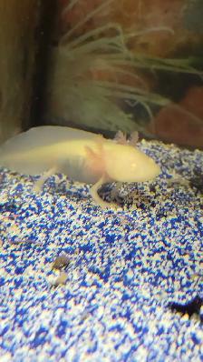 baby axolotls