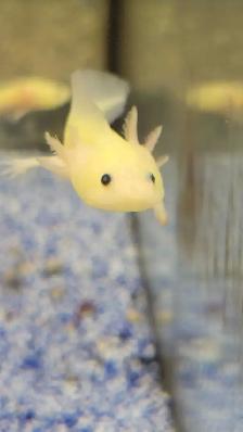 baby axolotls - Photo 2