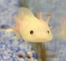 baby axolotls - Photo 3