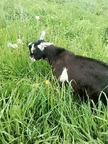 Polled Mix Breed Male Goat For Sale