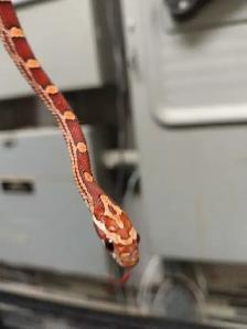 baby corn snake - Photo 2