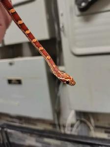 baby corn snake - Photo 3