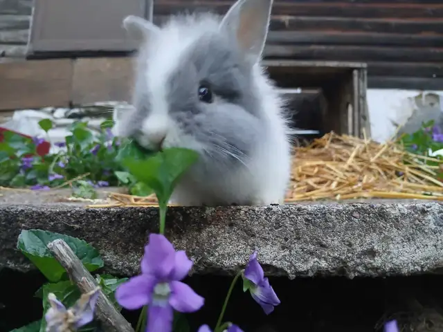 Lionhead Rabbits