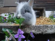 Lionhead Rabbits