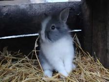 Lionhead Rabbits - Photo 2