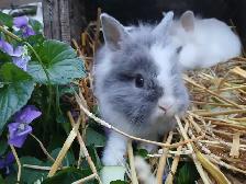 Lionhead Rabbits - Photo 3