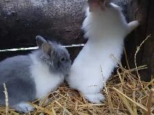 Lionhead Rabbits - Photo 4